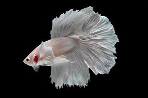 Platinum Halfmoon dumbo ear betta fish on black background photo