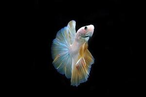 Yellow fancy halfmoon betta fish on black background photo