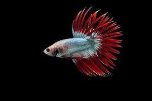 Cambodian Crown tail betta fish, beautiful mascot color betta fish photo