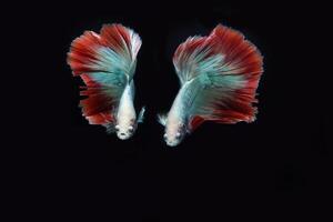 Beautiful cambodian halfmoon tail betta photo