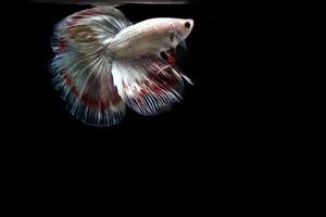 Beautiful Platinum cooper halfmoon  betta fish photo