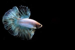 Rainbow halfmoon betta on black, betta fish, halfmoon tail betta photo