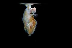 Yellow fancy halfmoon betta fish on black background photo