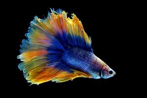 Blue yellow double tail halfmoon betta fish photo