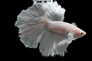 Platinum Halfmoon dumbo ear betta fish on black background photo