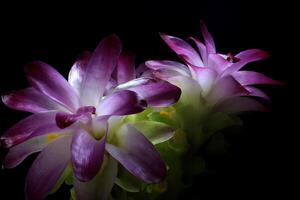 flor morada sobre fondo negro foto