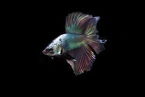 Beautiful Platinum cooper halfmoon  betta fish photo