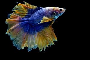 Blue yellow double tail halfmoon betta fish photo