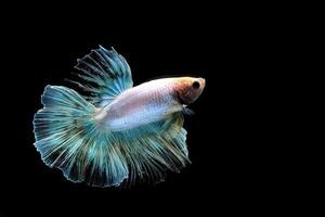 Rainbow halfmoon betta on black, betta fish, halfmoon tail betta photo