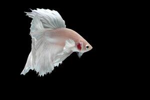 Platinum Halfmoon dumbo ear betta fish on black background photo