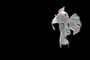 Platinum Halfmoon dumbo ear betta fish on black background photo