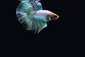 Rainbow halfmoon betta on black, betta fish, halfmoon tail betta photo