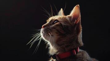 AI generated Cat with a cat collar professional photography photo