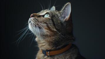 AI generated Cat with a cat collar professional photography photo