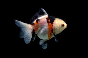 three color goldfish isolated on black photo
