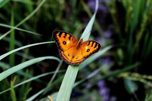 beautiful yellow butterfly perched on the grass photo