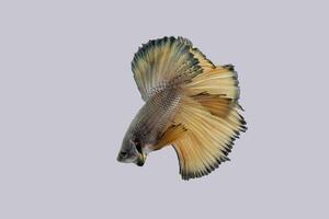 Yellow pineapple dragon halmoon betta photo