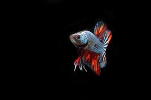 Dragon nemo, betta fish on black background photo