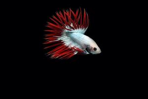 Cambodian Crown tail betta fish, beautiful mascot color betta fish photo