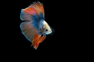 Orange Double tail Halfmoon Betta fish photo