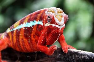 hermosa criatura ambilobe pantera camaleón foto