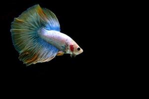 Yellow fancy halfmoon betta fish on black background photo