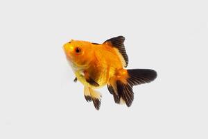 gold fish in a glass photo