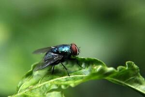 desenfocado verde mosca encaramado en un hoja foto