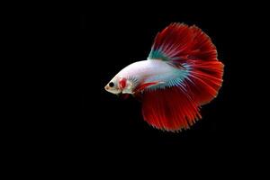 Red Cambodian Halfmoon betta fish on black photo