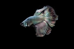 Beautiful Platinum cooper halfmoon  betta fish photo