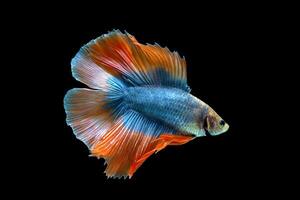 Orange Double tail Halfmoon Betta fish photo