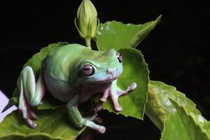 Green tree frog, dumpy frog on branch photo