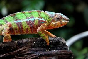 Beautiful creature ambilobe panther chameleon photo