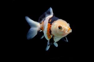 three color goldfish isolated on black photo