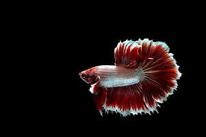 Red lavender rose tail betta fish photo