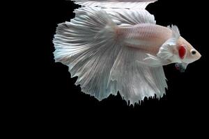 Platinum Halfmoon dumbo ear betta fish on black background photo