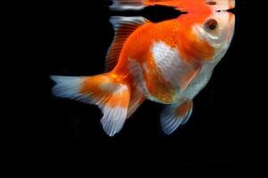 Red and white fancy goldfish on black background photo