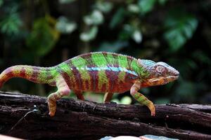 Beautiful creature ambilobe panther chameleon photo