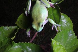 Green tree frog, dumpy frog on branch photo