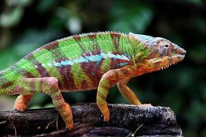 Beautiful creature ambilobe panther chameleon photo