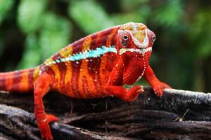 Beautiful creature ambilobe panther chameleon photo