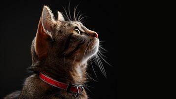 AI generated Cat with a cat collar professional photography photo