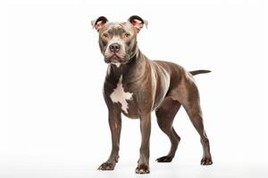 AI generated pit bull terrier on white background photo