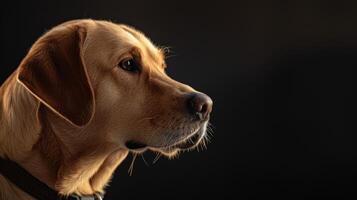 ai generado perro con un perro collar profesional fotografía foto