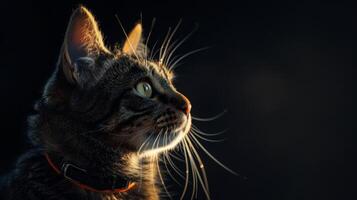 AI generated Cat with a cat collar professional photography photo