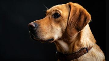 ai generado perro con un perro collar profesional fotografía foto