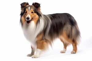 AI generated Shetland sheepdog on white background photo