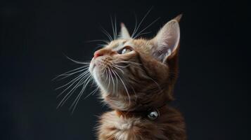AI generated Cat with a cat collar professional photography photo