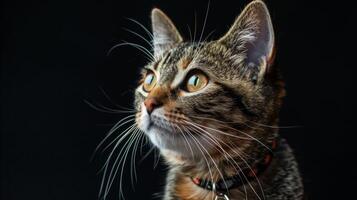 AI generated Cat with a cat collar professional photography photo
