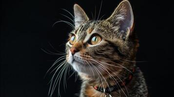 ai generado gato con un gato collar profesional fotografía foto